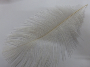 Ostrich Feather Large White